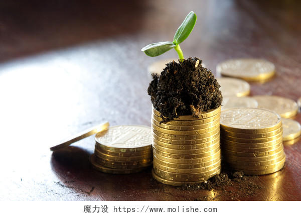 泥土中的金币和幼小的植物收入提升